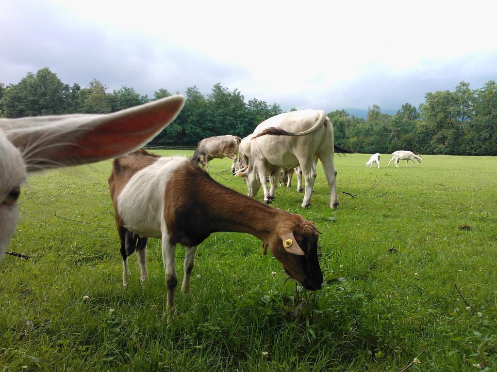 Agriturismo Cassinazza Orsenigo Dış mekan fotoğraf